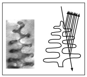 butterfly wing colour caused by multilayer interference